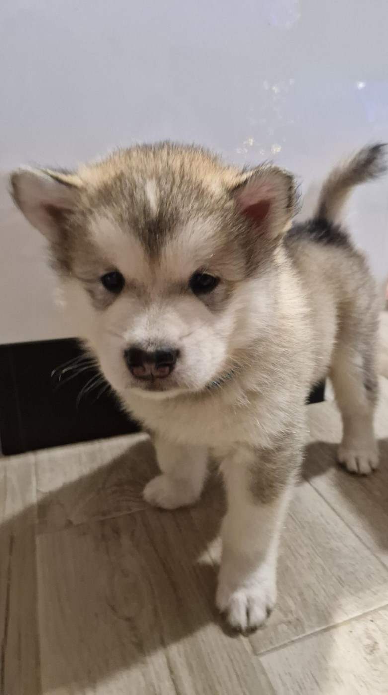 Annabelle Lamy - Alaskan Malamute - Portée née le 14/10/2025