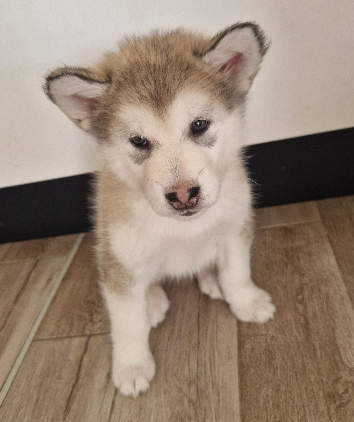 Annabelle Lamy - Chiots disponibles - Alaskan Malamute