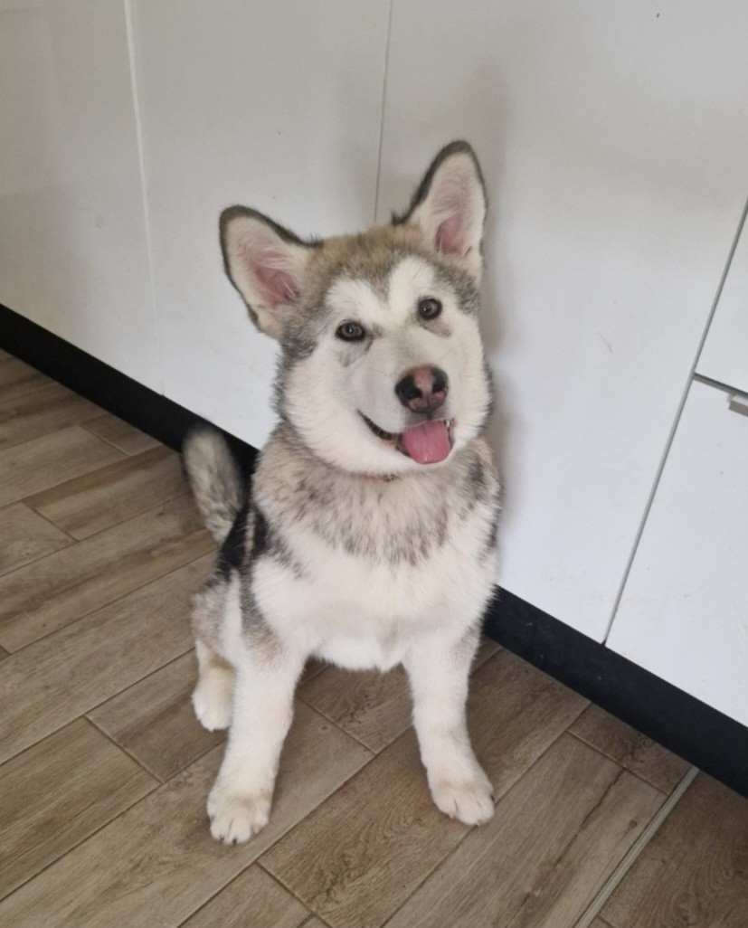 Annabelle Lamy - Chiots disponibles - Alaskan Malamute